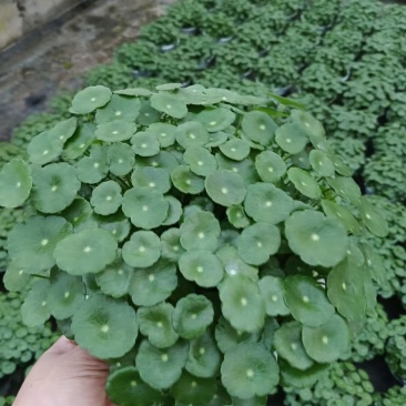 挺水植物，铜钱草，也可陆地栽种，质优，观赏性高