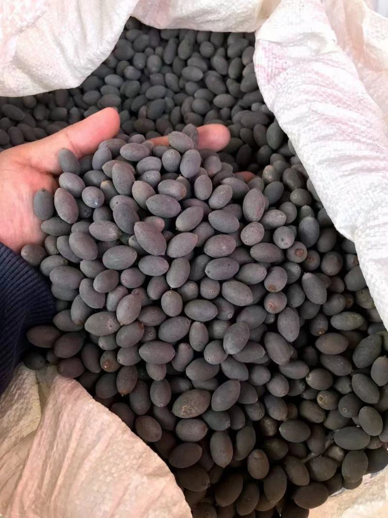 莲子苗，莲子种苗，荷花苗，荷花种苗，荷花