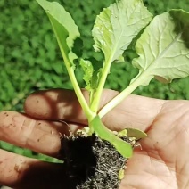 【推荐】80天小米粒菜花苗，大量现货，育苗基地供应，欢迎选购
