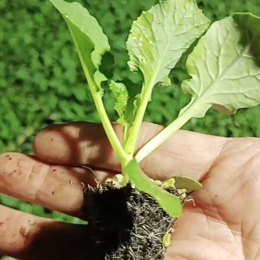 【推荐】80天小米粒菜花苗，大量现货，育苗基地供应，欢迎选购