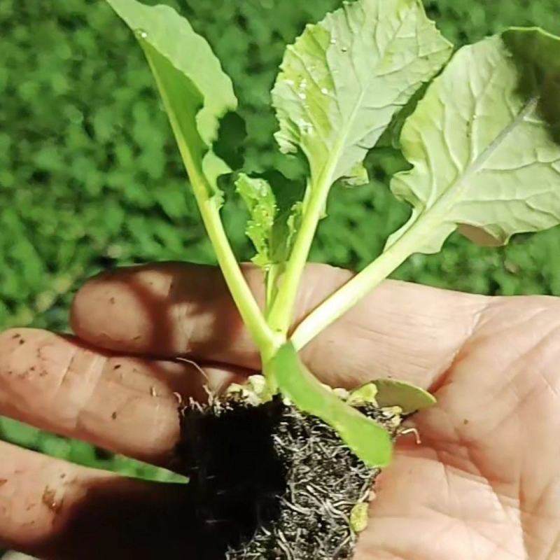【推荐】80天小米粒菜花苗，大量现货，育苗基地供应，欢迎选购