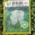 【推荐】80天小米粒菜花苗，大量现货，育苗基地供应，欢迎选购