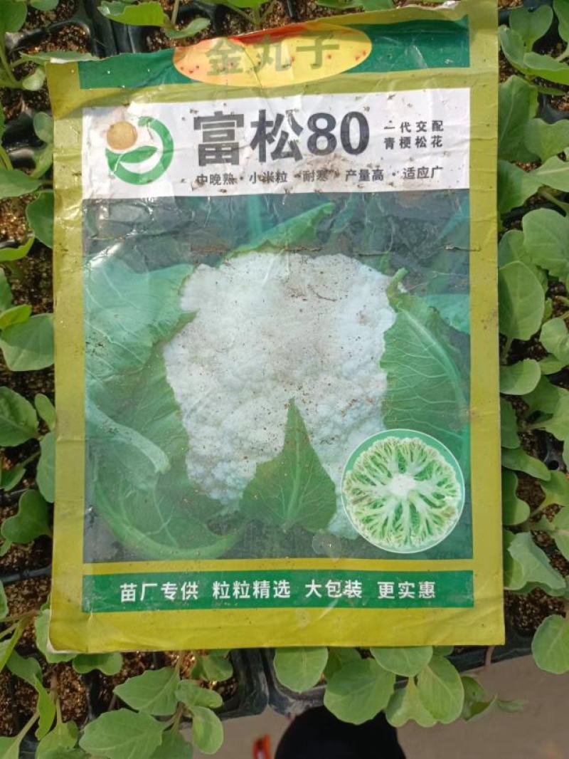 【推荐】80天小米粒菜花苗，大量现货，育苗基地供应，欢迎选购