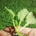 【推荐】80天小米粒菜花苗，大量现货，育苗基地供应，欢迎选购