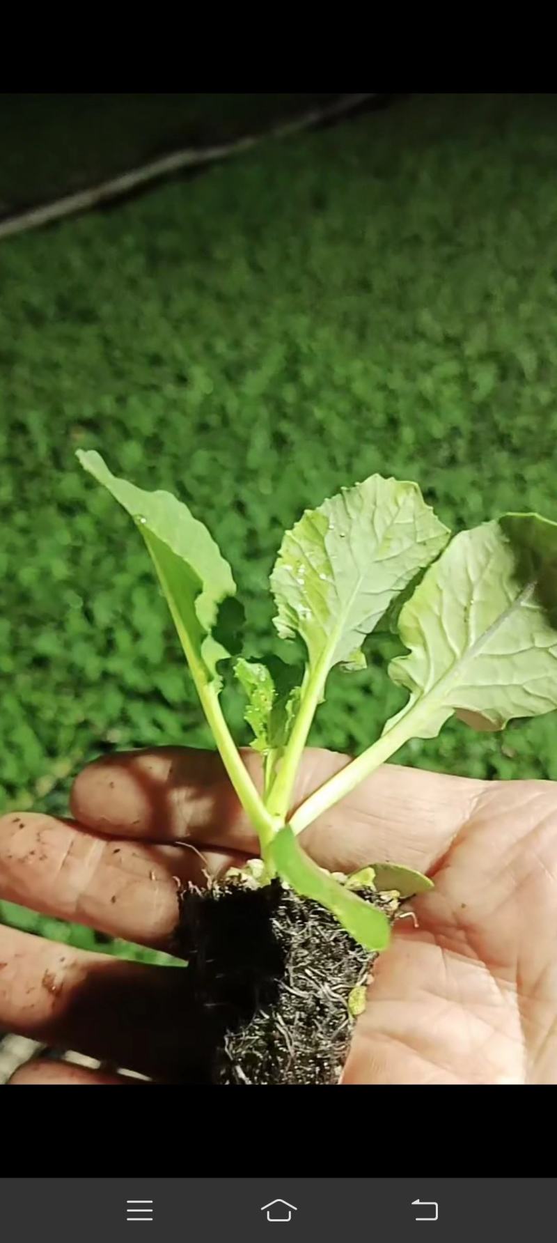 【推荐】80天小米粒菜花苗，大量现货，育苗基地供应，欢迎选购