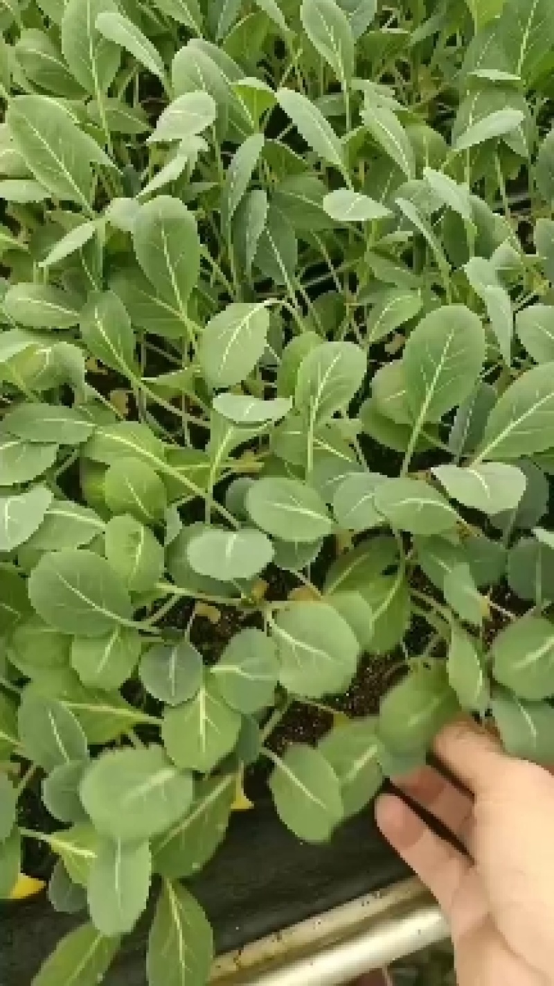 【推荐】80天小米粒菜花苗，大量现货，育苗基地供应，欢迎选购