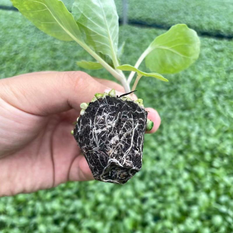 【推荐】80天小米粒菜花苗，大量现货，育苗基地供应，欢迎选购