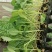 【推荐】80天小米粒菜花苗，大量现货，育苗基地供应，欢迎选购