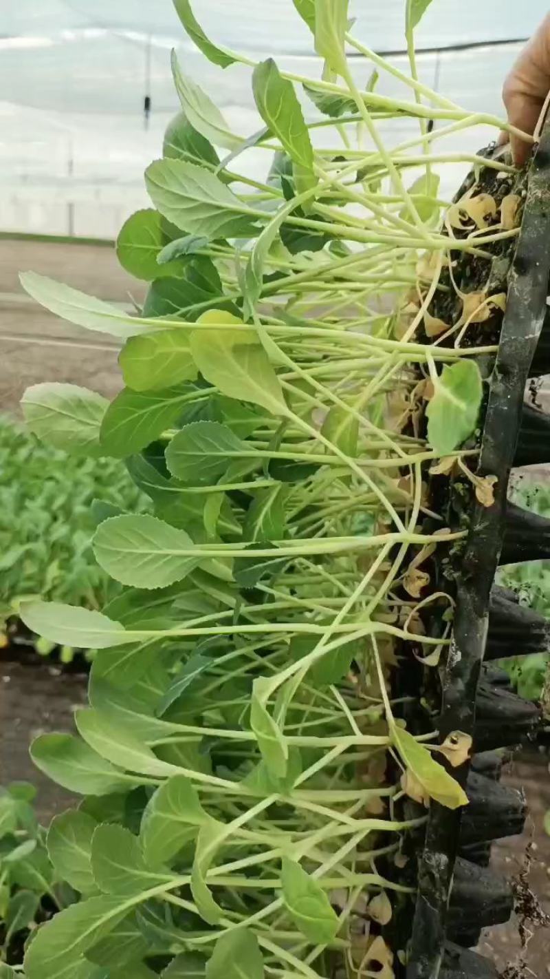 【推荐】80天小米粒菜花苗，大量现货，育苗基地供应，欢迎选购