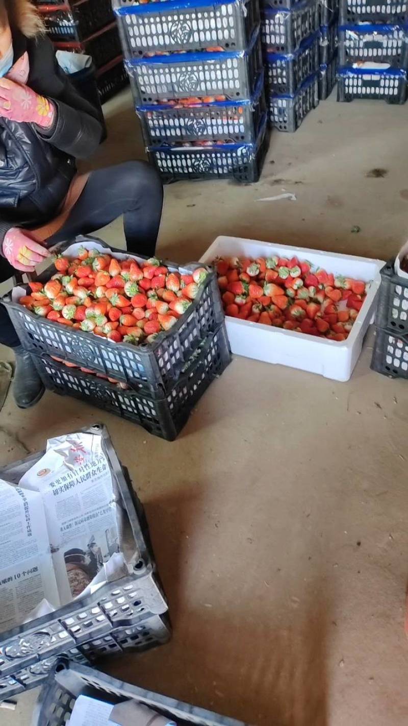 保定奶油草莓大量供应，新鲜采摘，一手货源，保质保量