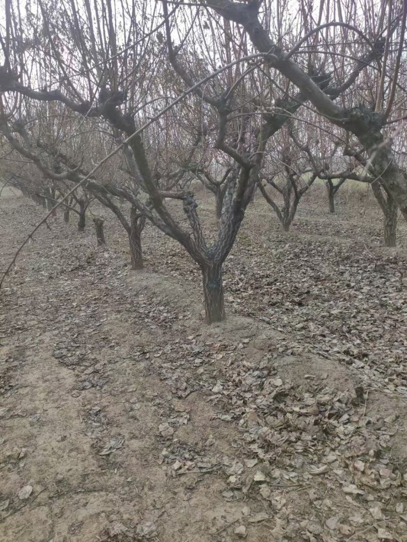 10公分杏树