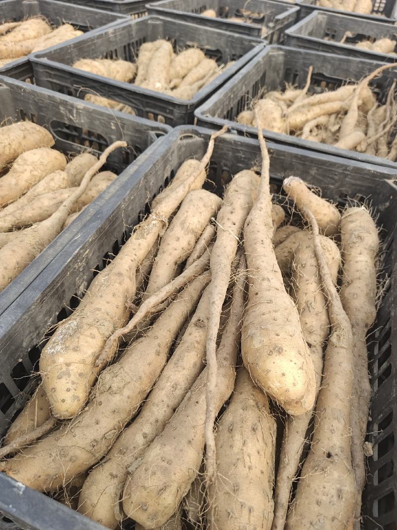 白玉山药种苗1到2两豆苗