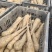 白玉山药种苗1到2两豆苗