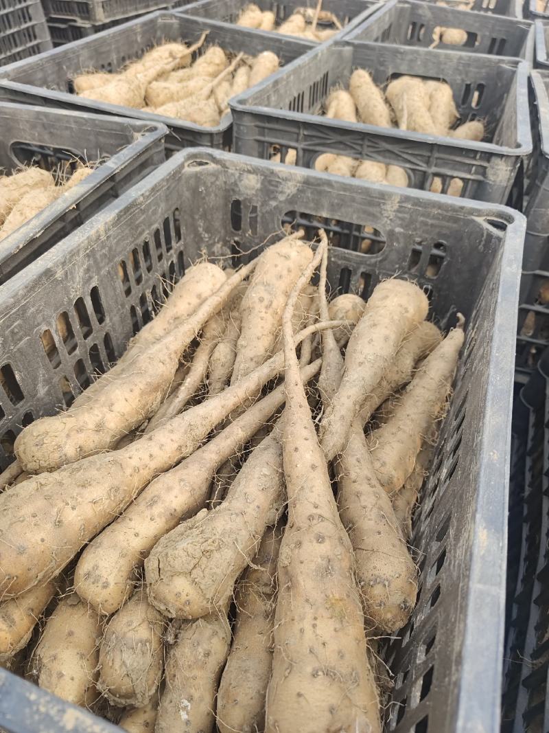 白玉山药种苗1到2两豆苗