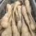 白玉山药种苗1到2两豆苗