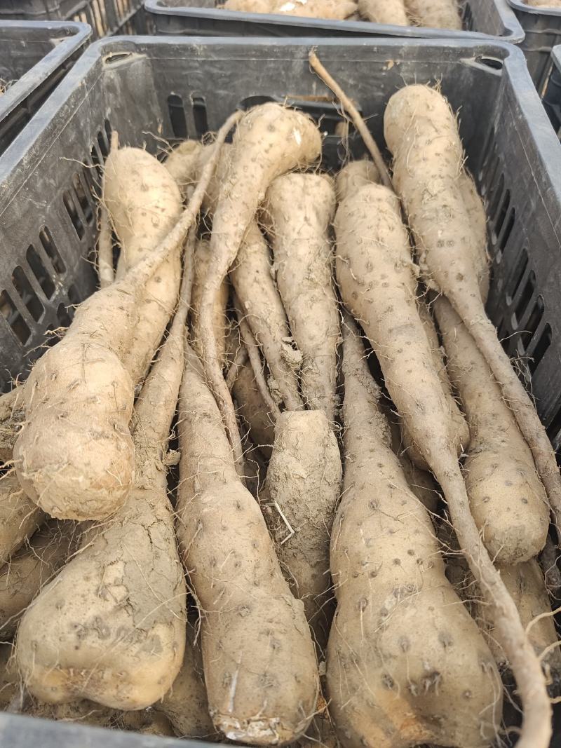 白玉山药种苗1到2两豆苗
