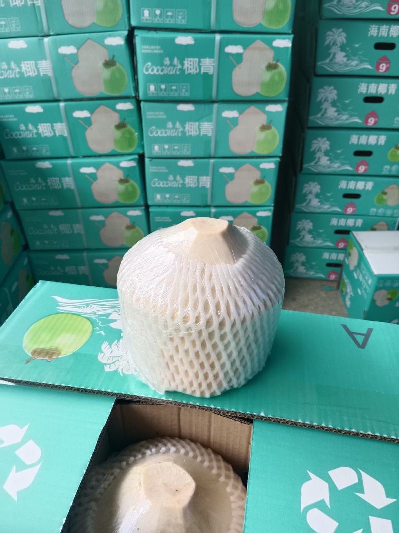 海南文昌东郊椰子厂家直销欢迎各位新老客户