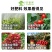 氨基酸原粉农用复合叶面肥农用全水溶肥料花卉果树蔬菜通用