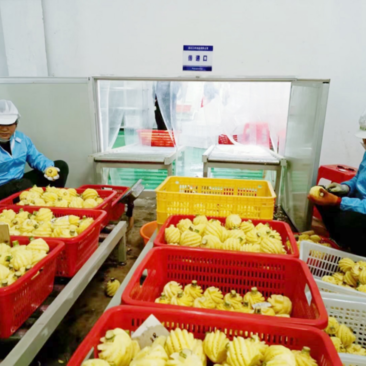 泰国小菠萝厂家批发直销四季供应