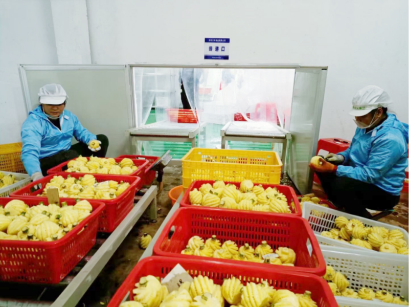 泰国小菠萝厂家批发直销四季供应