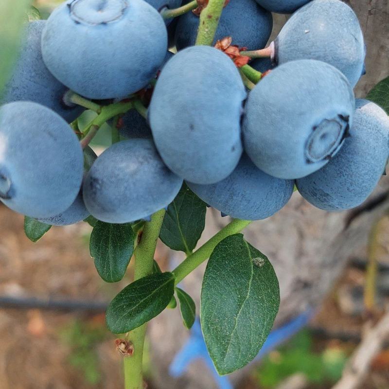 大量蓝莓上市