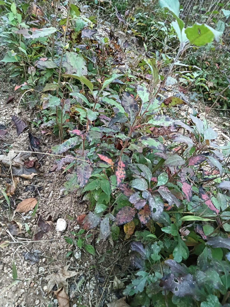 杜梨小苗10cm左右当年苗梨树砧木苗现挖现卖