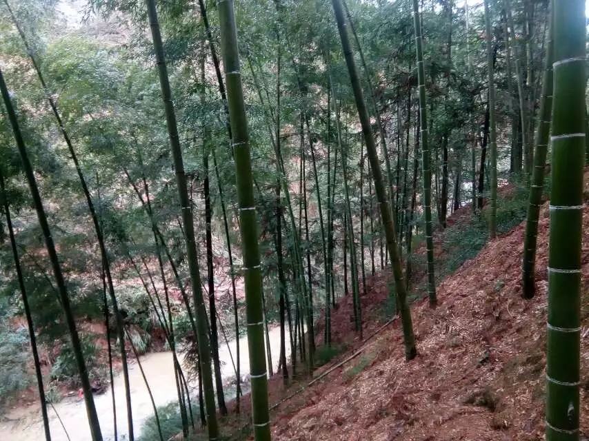 野锥栗树生长在山林中