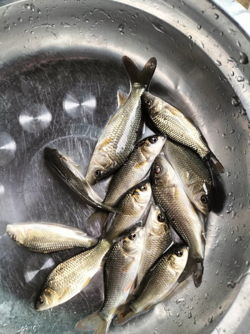 鲤鱼