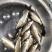 鲤鱼