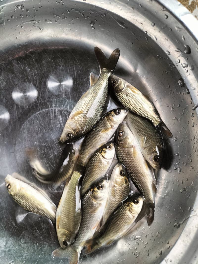 鲤鱼