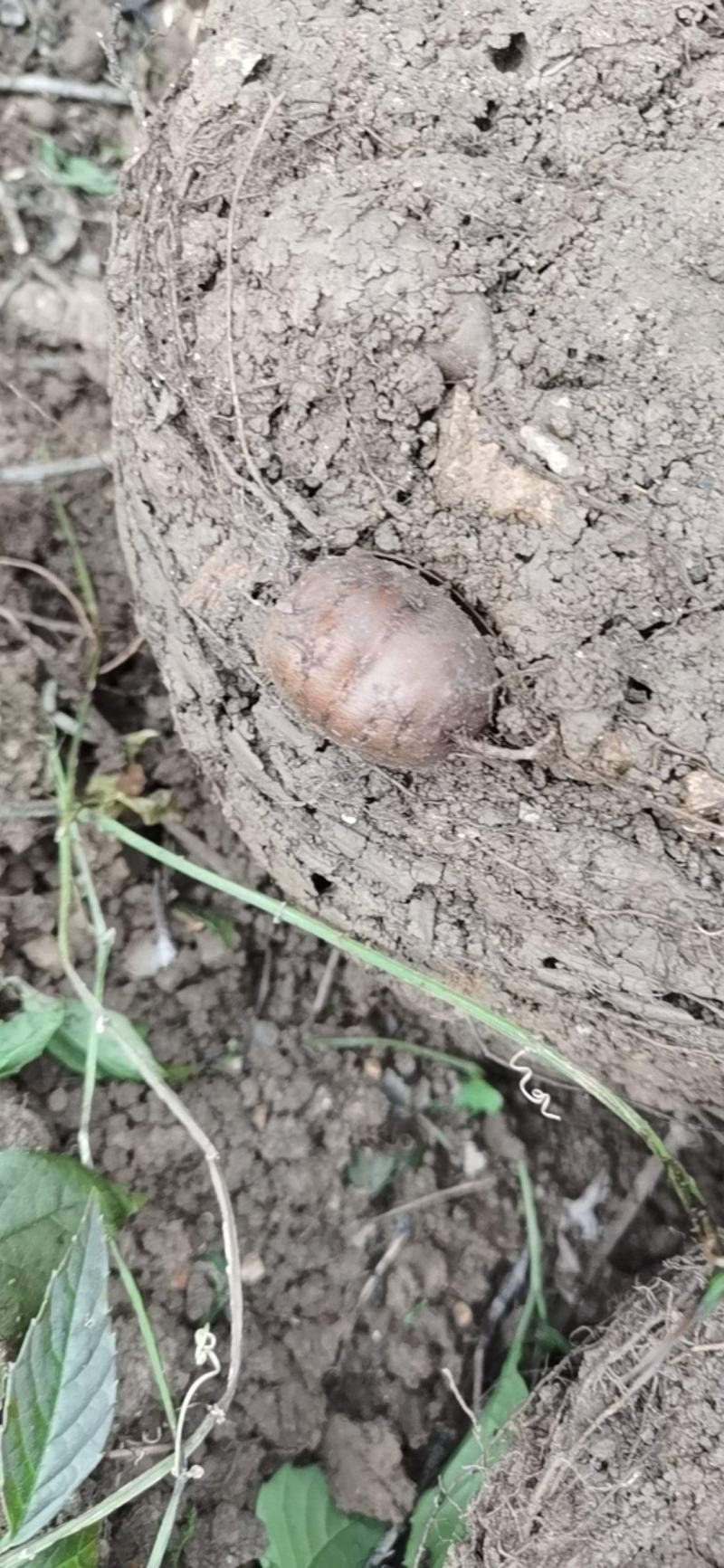 种植四年三叶青，质量很好，皮薄。28元包邮