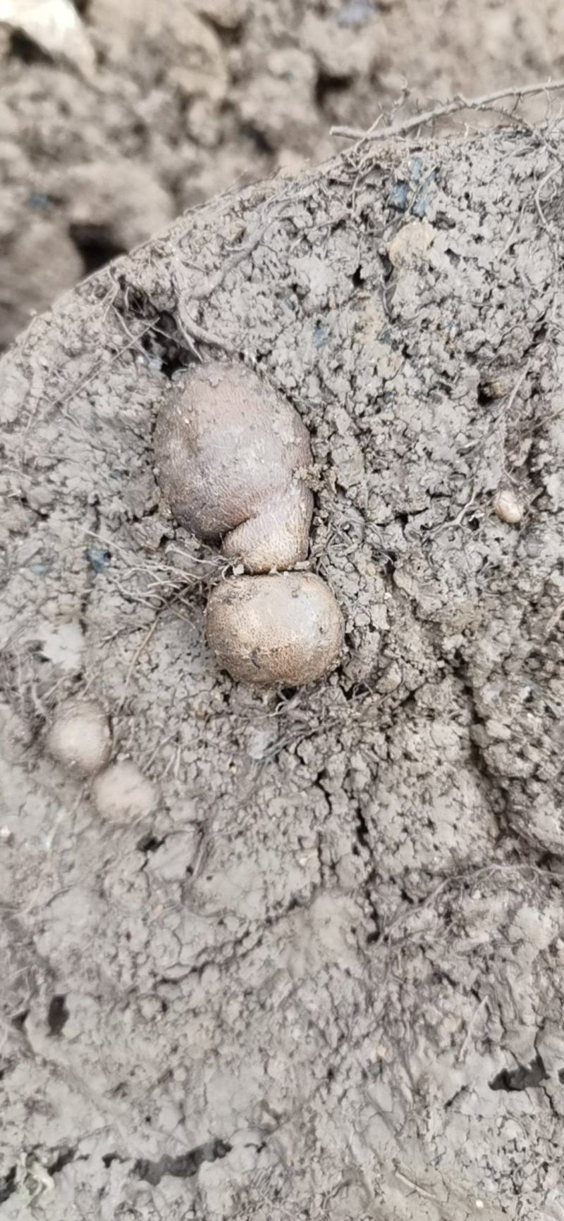 种植四年三叶青，质量很好，皮薄。28元包邮