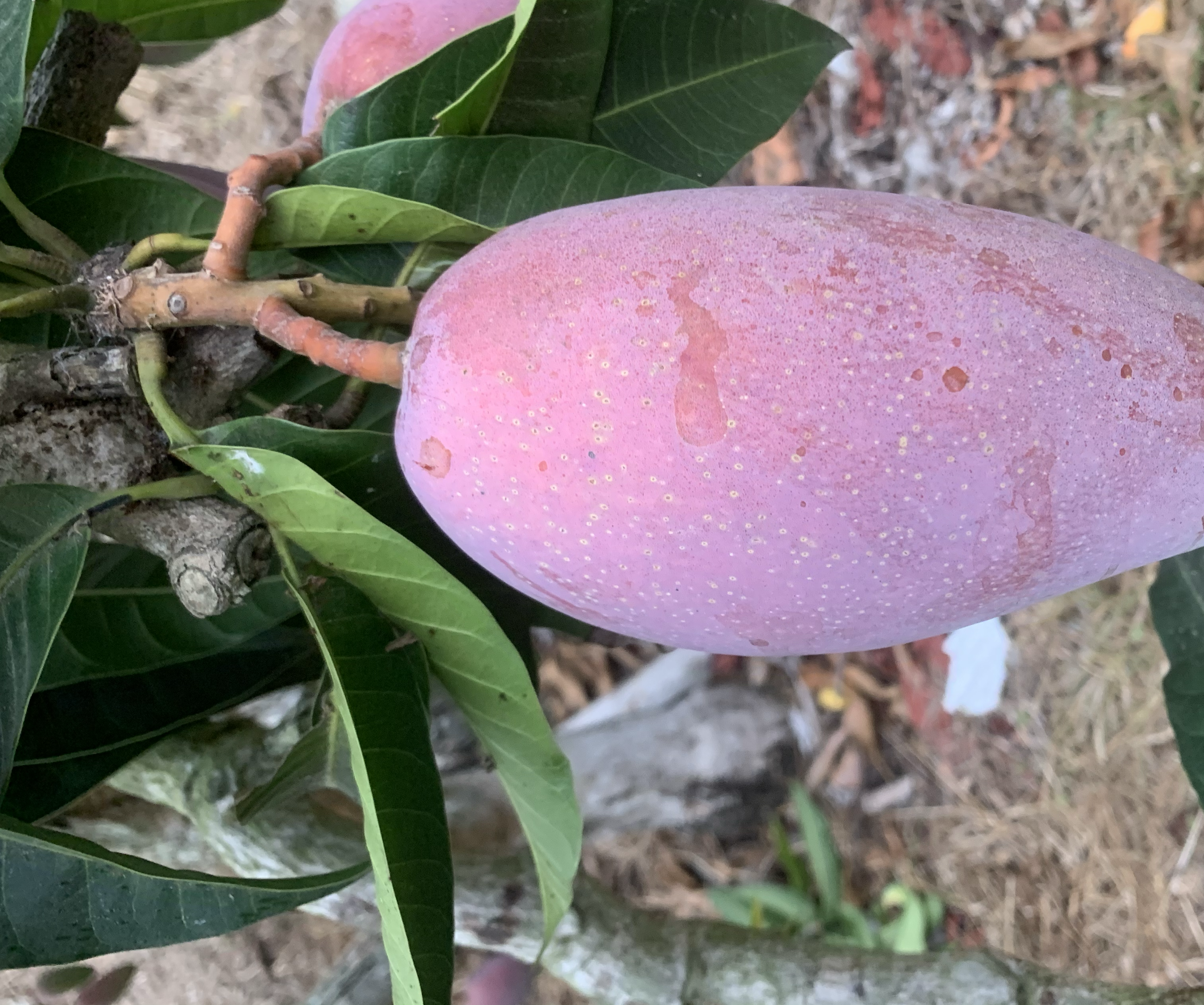 不同成熟度的芒果对比图，展示颜色与手感的变化