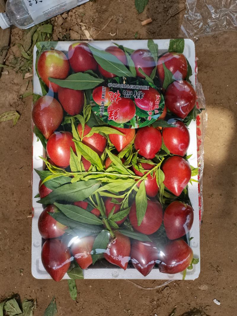 冠县中油油桃供应各大平台商超批发，质量保证，