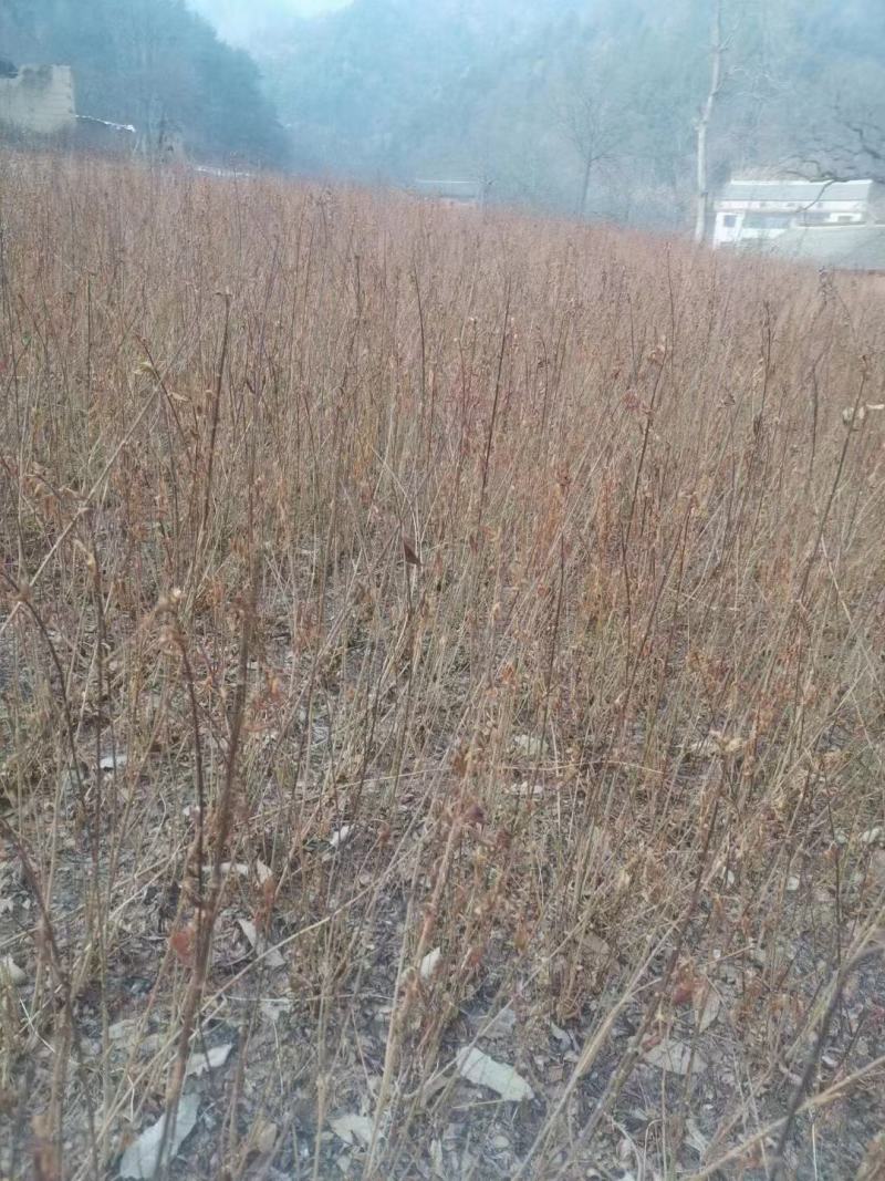 药用大果连翘苗