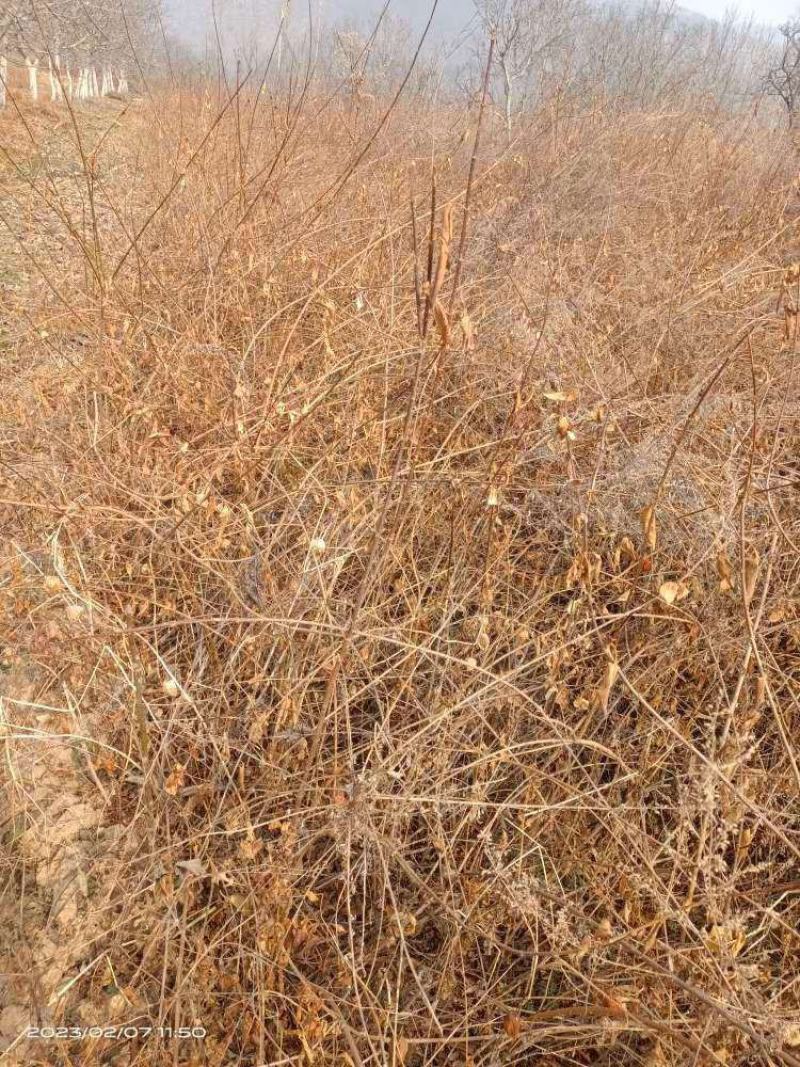 药用大果连翘苗
