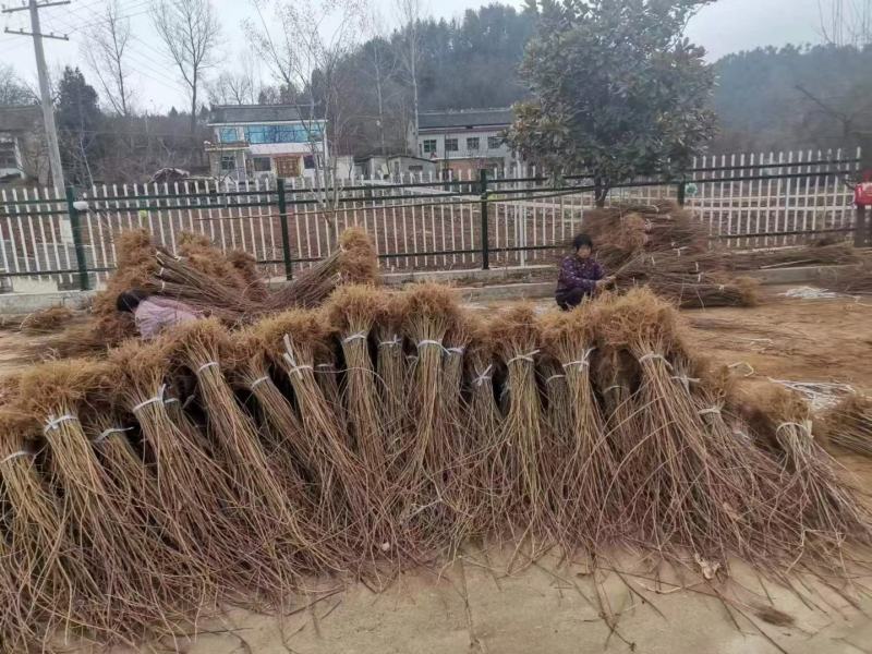 药用大果连翘苗