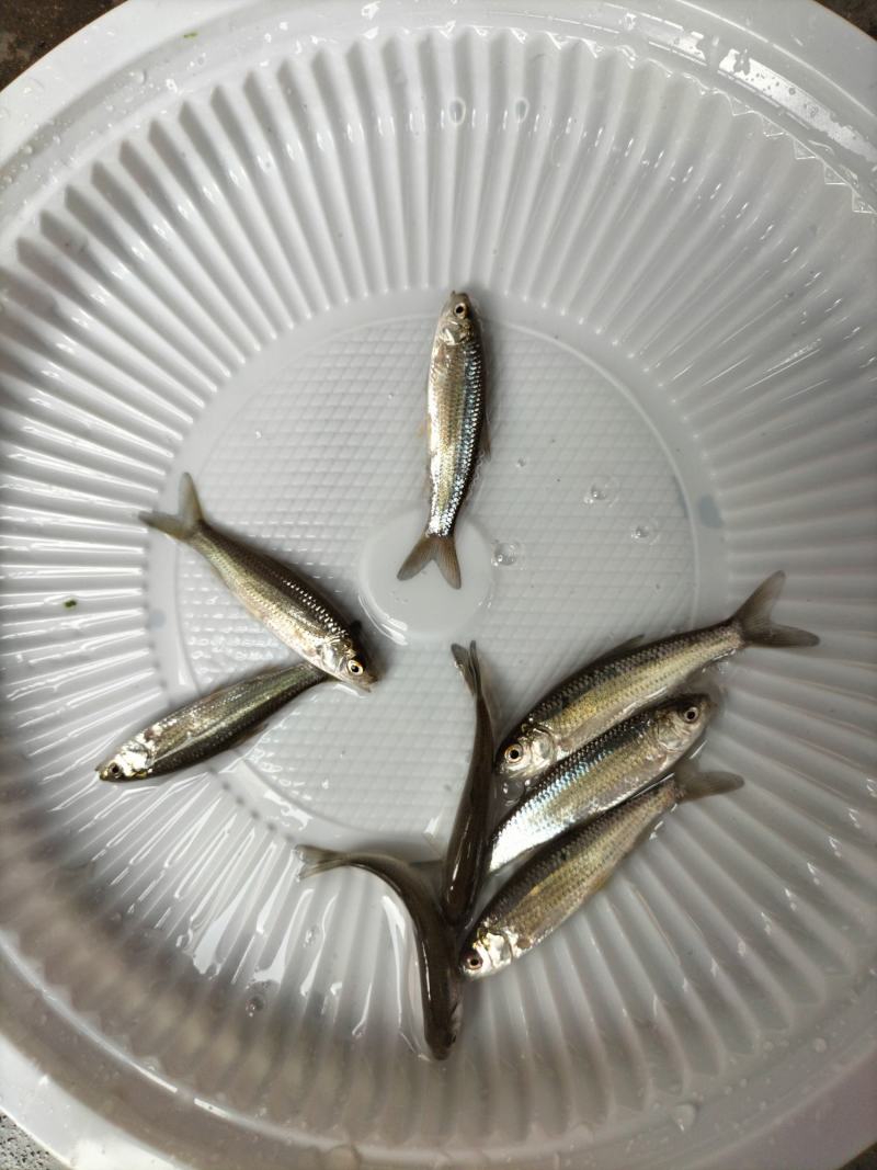 赤眼