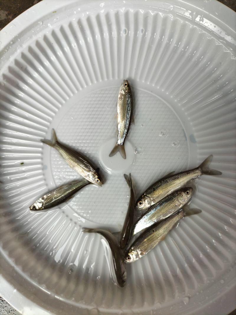 赤眼