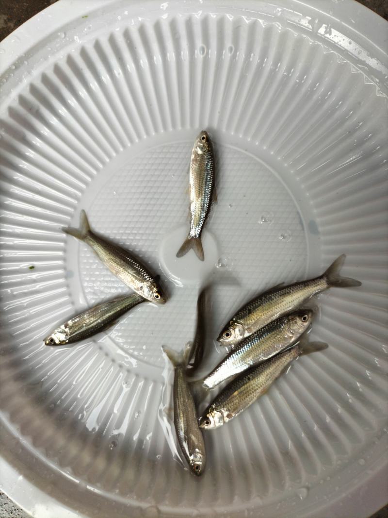 赤眼