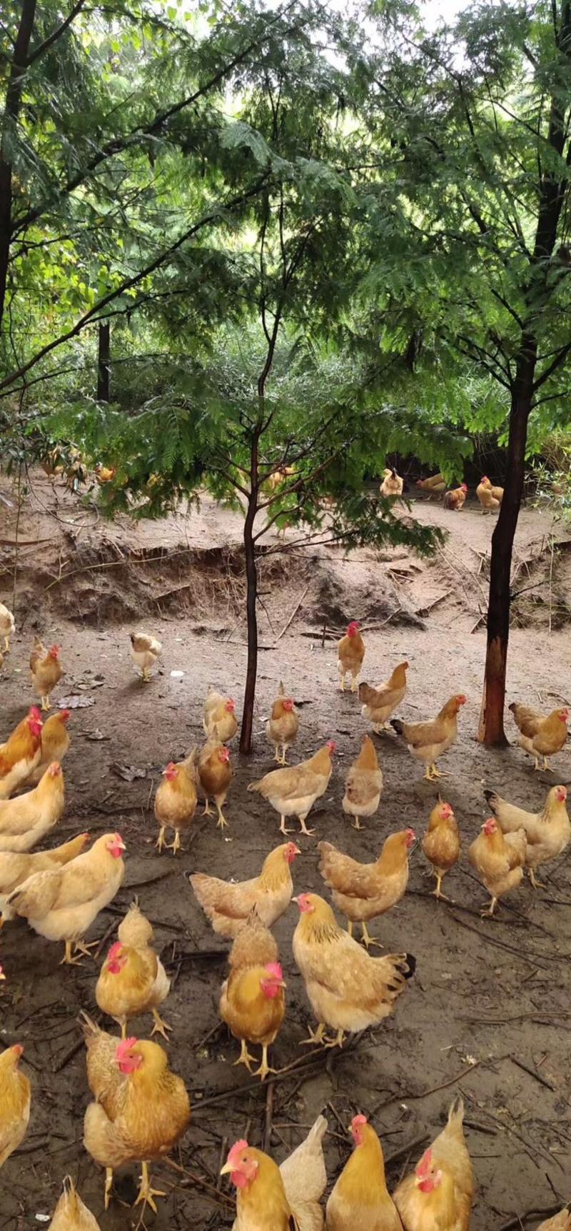 皖南九华山生态散养土鸡蛋严格挑选新鲜营养批量供货