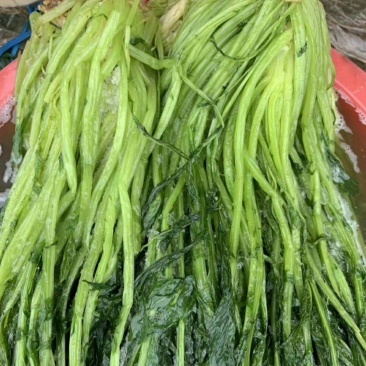 腌制青雪菜绿雪里红雪菜绿色雪里蕻新鲜雪菜