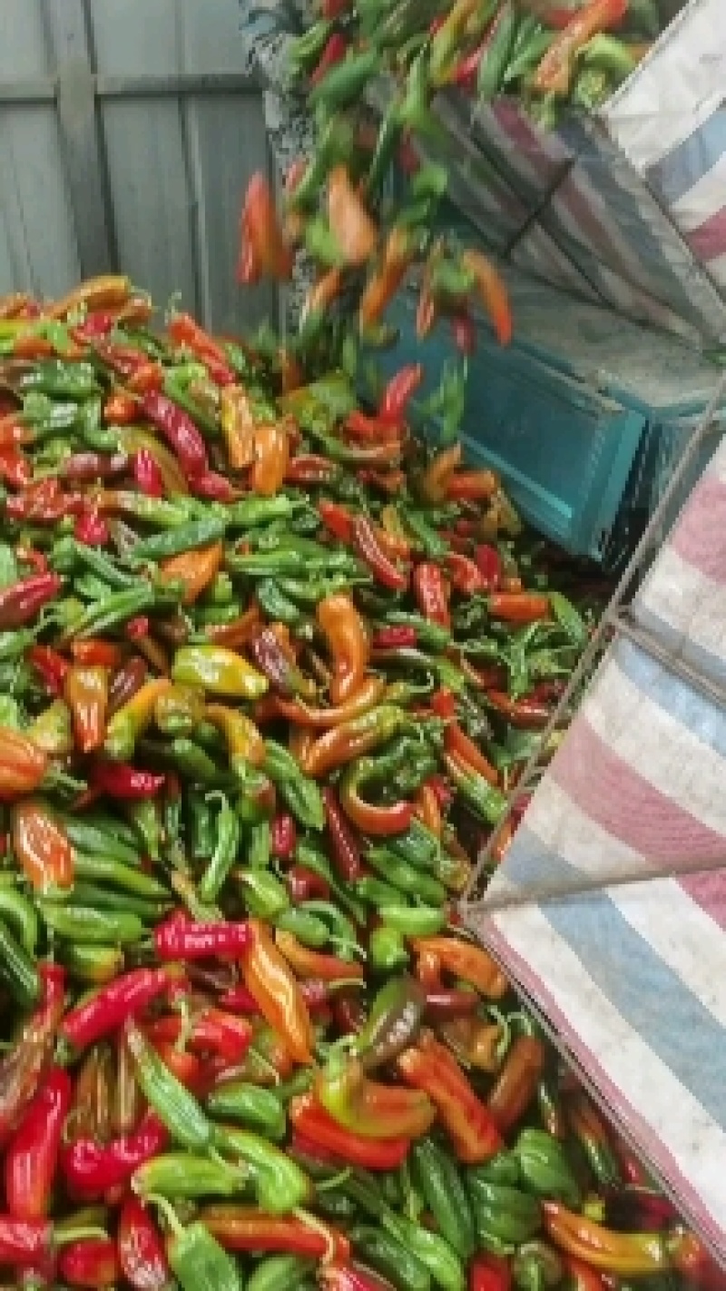 万亩基地，精品彩椒，花椒，杂椒，供应平台电商，通用