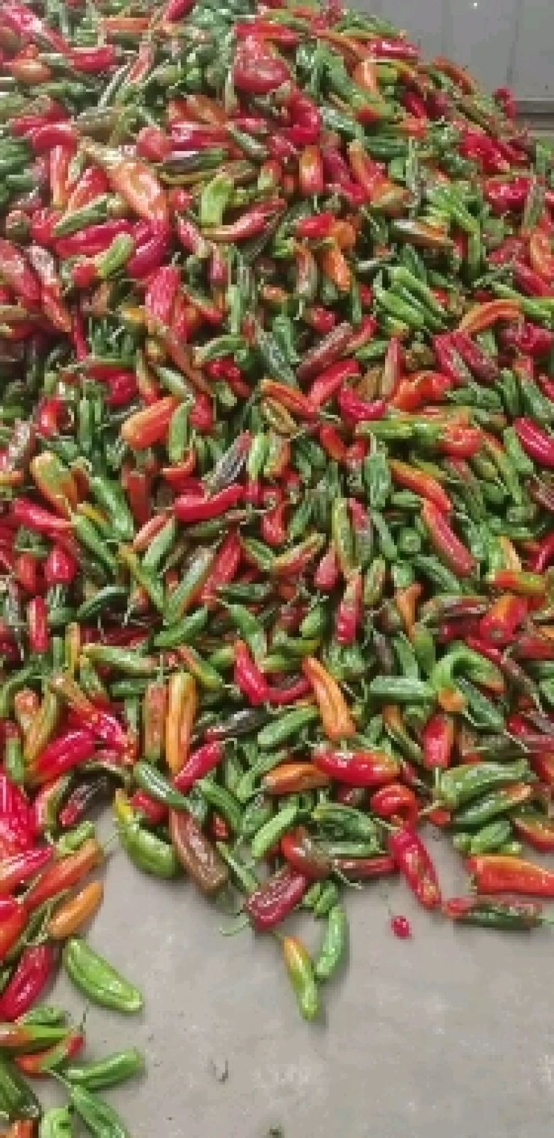 万亩基地，精品彩椒，花椒，杂椒，供应平台电商，通用
