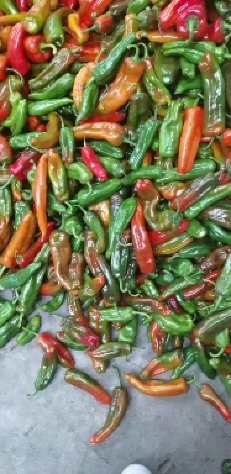 万亩基地，精品彩椒，花椒，杂椒，供应平台电商，通用