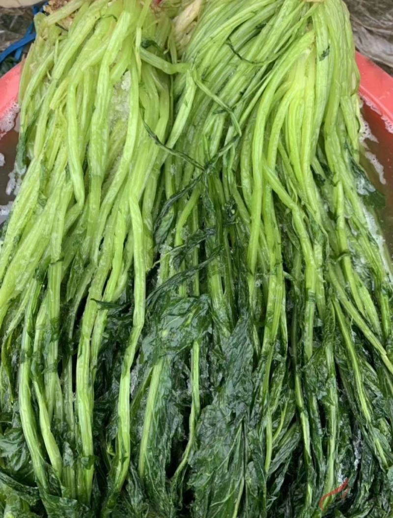 腌制青雪菜绿雪里红雪菜绿色雪里蕻新鲜雪菜