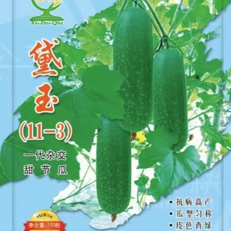 黛玉（11-3）甜节瓜一代杂交抗病高产