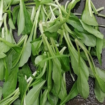 精品马兰头