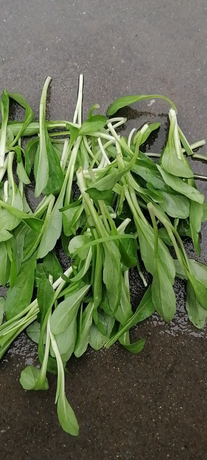 精品马兰头
