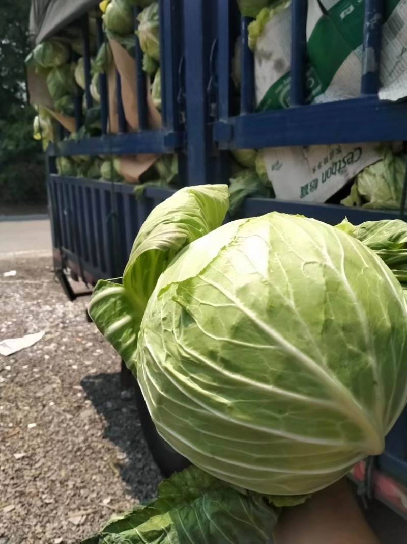 湖北精品甘蓝春菜马上上市需要的老板联系